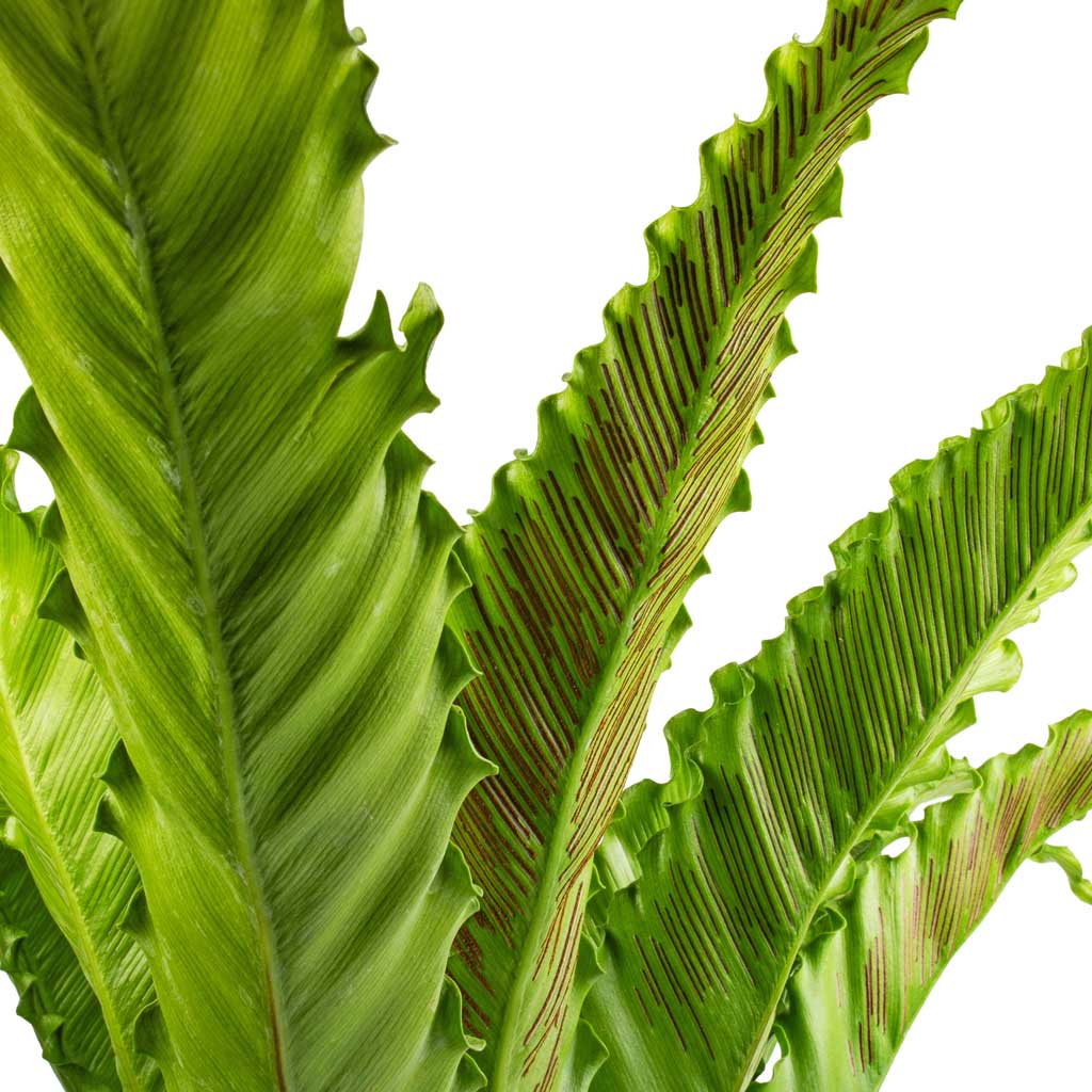 Asplenium Osaka Japanese Birds Nest Fern 17x50cm & Zeus Mediterranean Planter Chalk White - 37x32cm