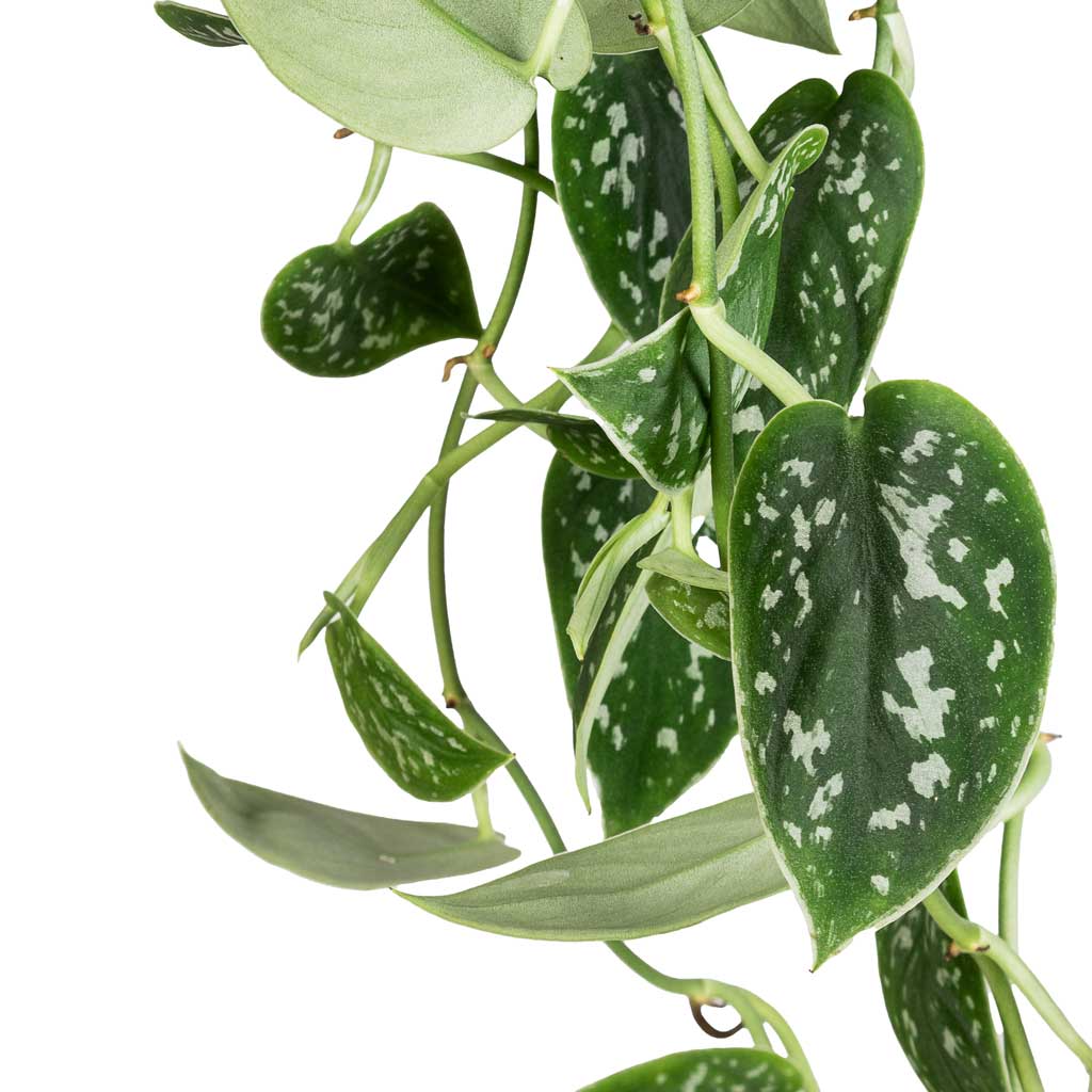 Epipremnum pictum Argyraeus - Satin Pothos & Charlie Hanging Plant Pot - Grey Washed