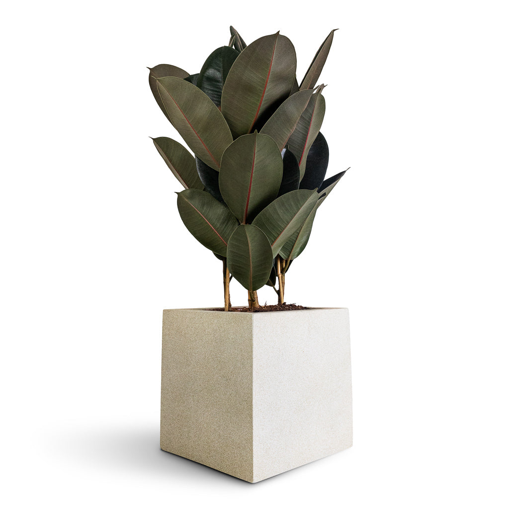 Ficus elastica Abidjan - 24 x 80cm In Charlotte Pot Orange - 29x25cm