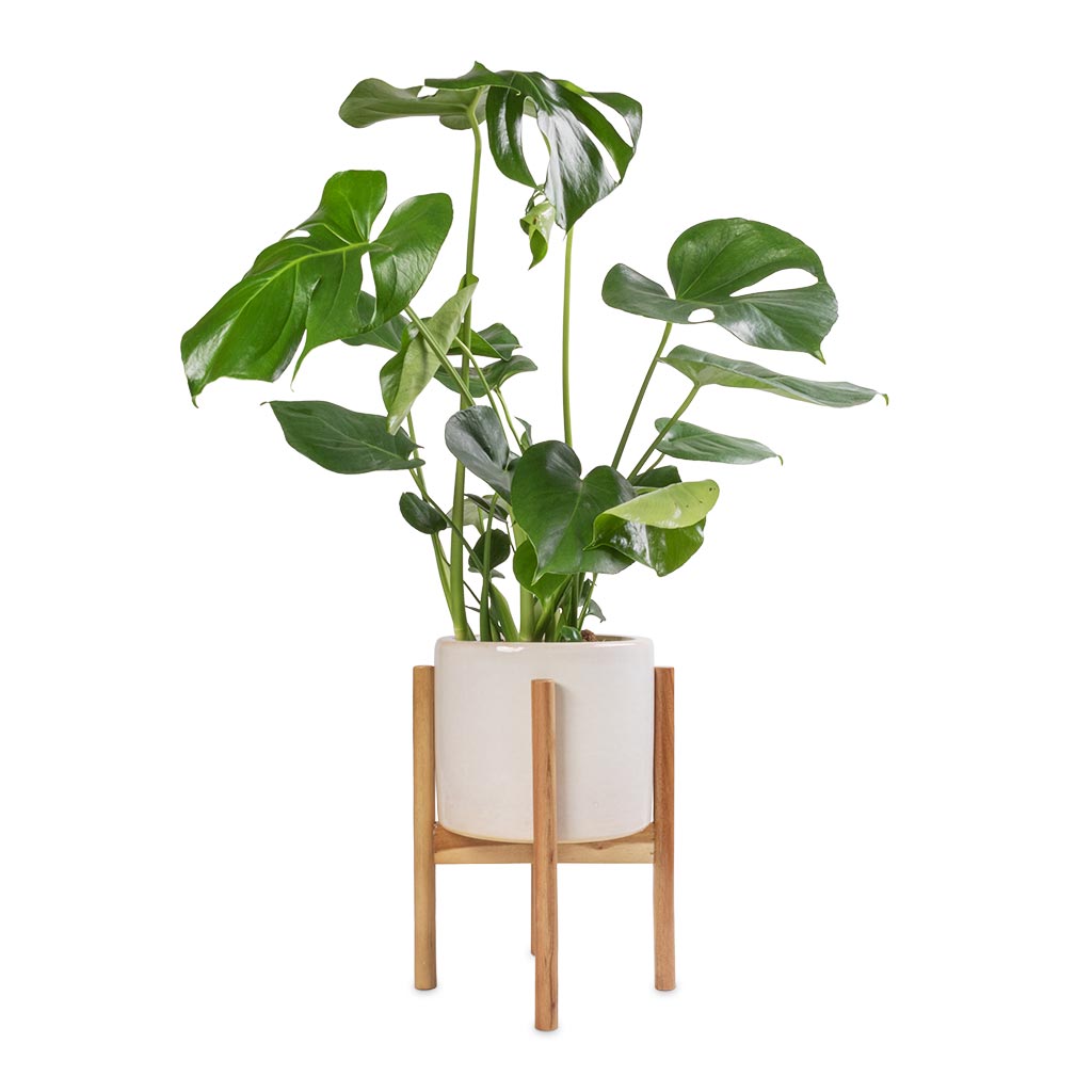 Monstera deliciosa - Swiss Cheese Plant & Anzio Plant Pot with Wooden Stand - Stone White